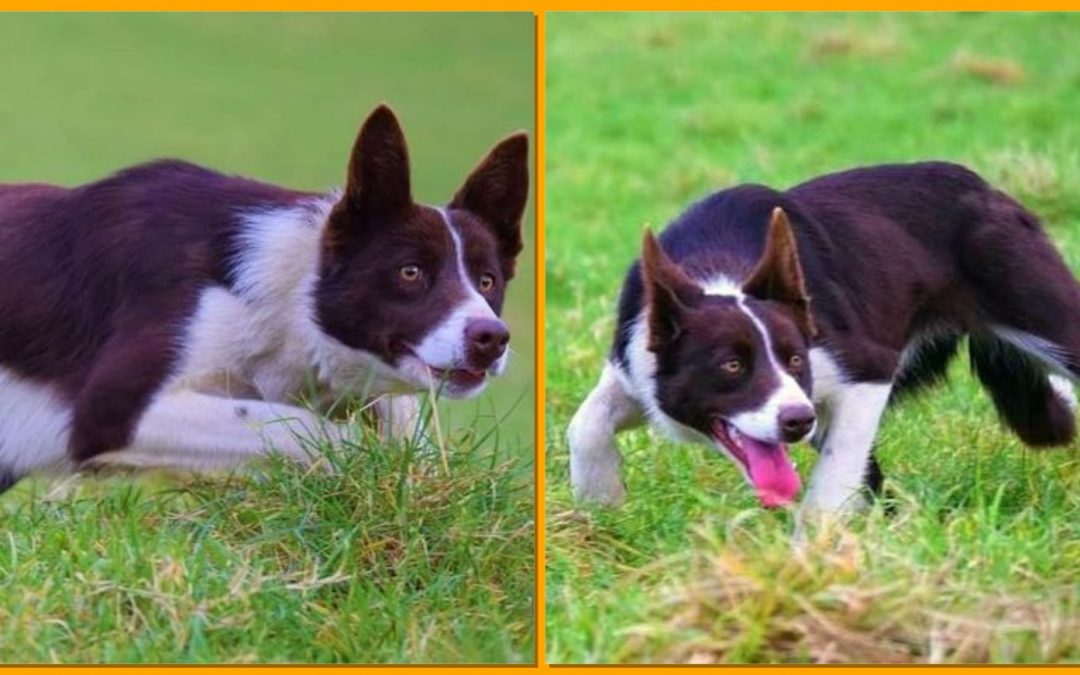 Kim the Border Collie is the Most Expensive Sheepdog in the World!