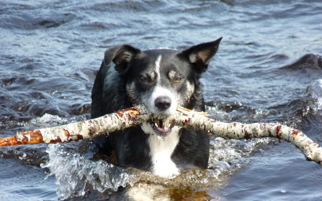 Meet Skye the Border Collie from Scotland