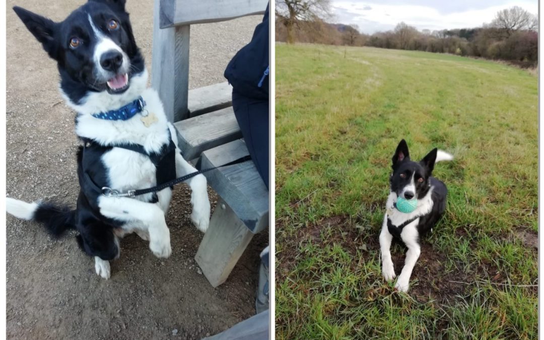 Meet Toby The Border Collie