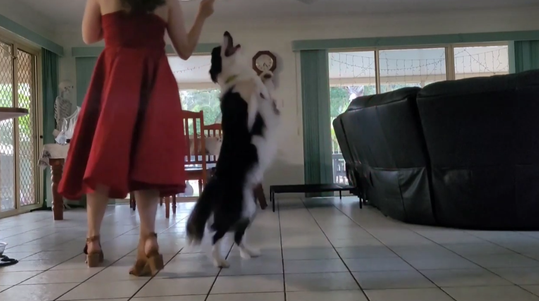 Adorable Border Collie Frankie Dances With Her Mom!