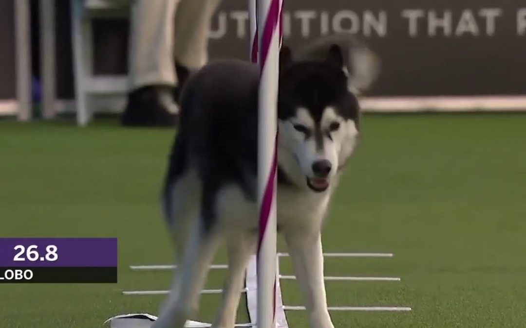 Border Collie Vs. Husky – Who Wins?