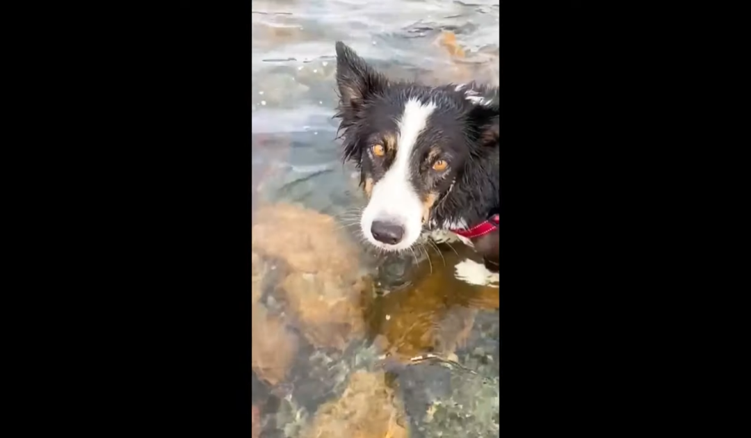 What Happens When a Border Collie Meets an Octopus?