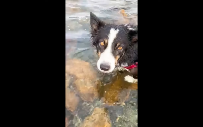 What Happens When a Border Collie Meets an Octopus?
