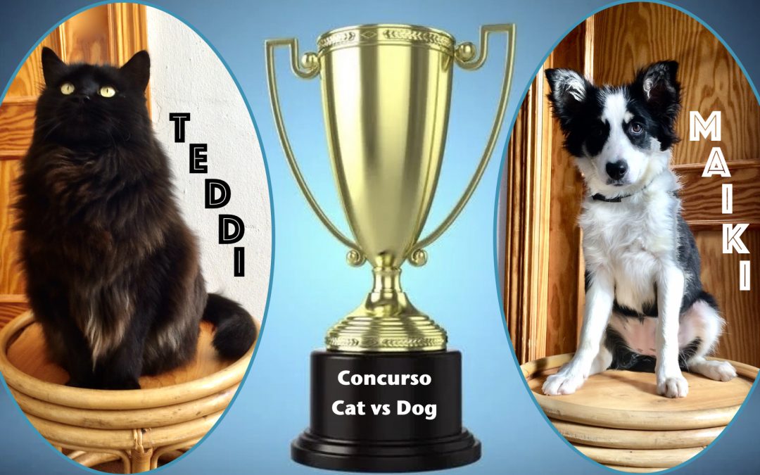 Border Collie Vs Cat Trick Competition