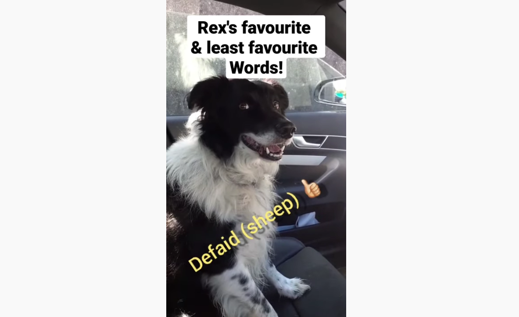 Guess Which Words Rex the Border Likes and Dislikes