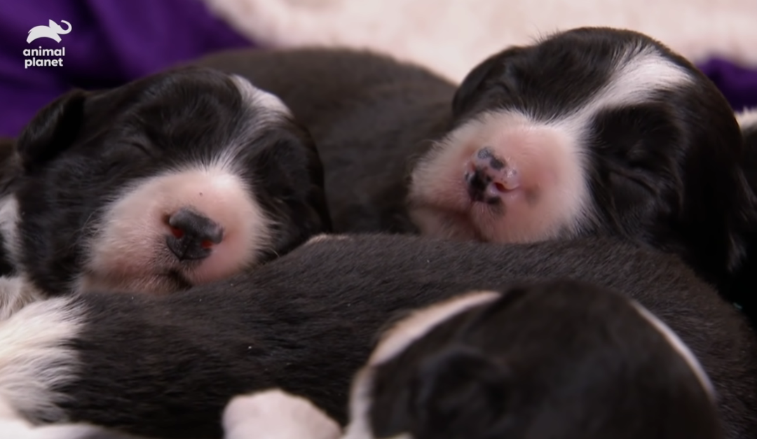 Baby Border Collies Learning To Herd