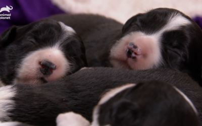 Baby Border Collies Learning To Herd