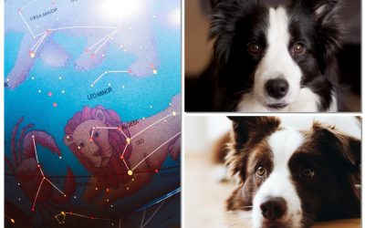 The Best Zodiac Signs if You Want to Raise a Border Collie
