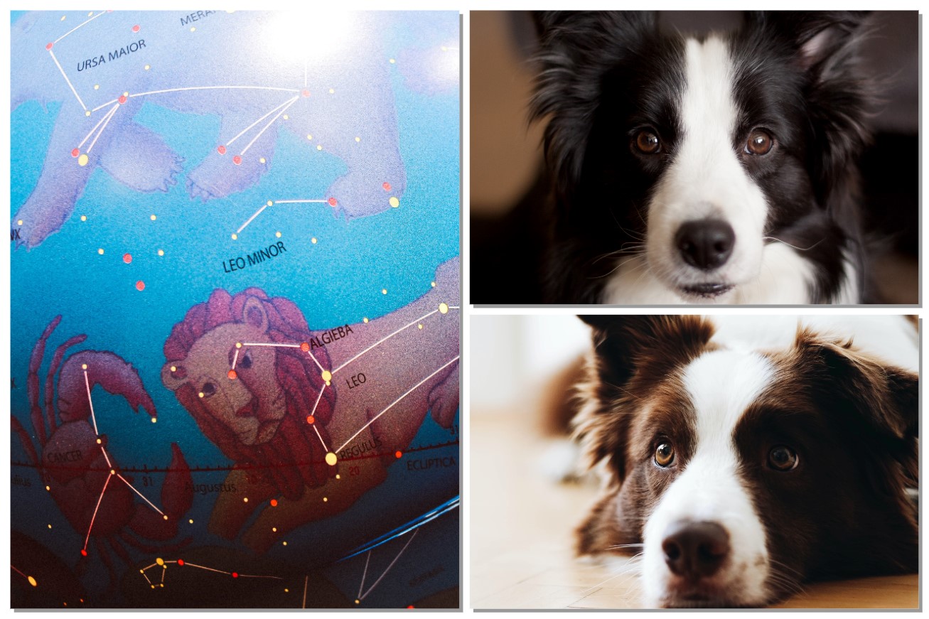 border collie zodiac sign