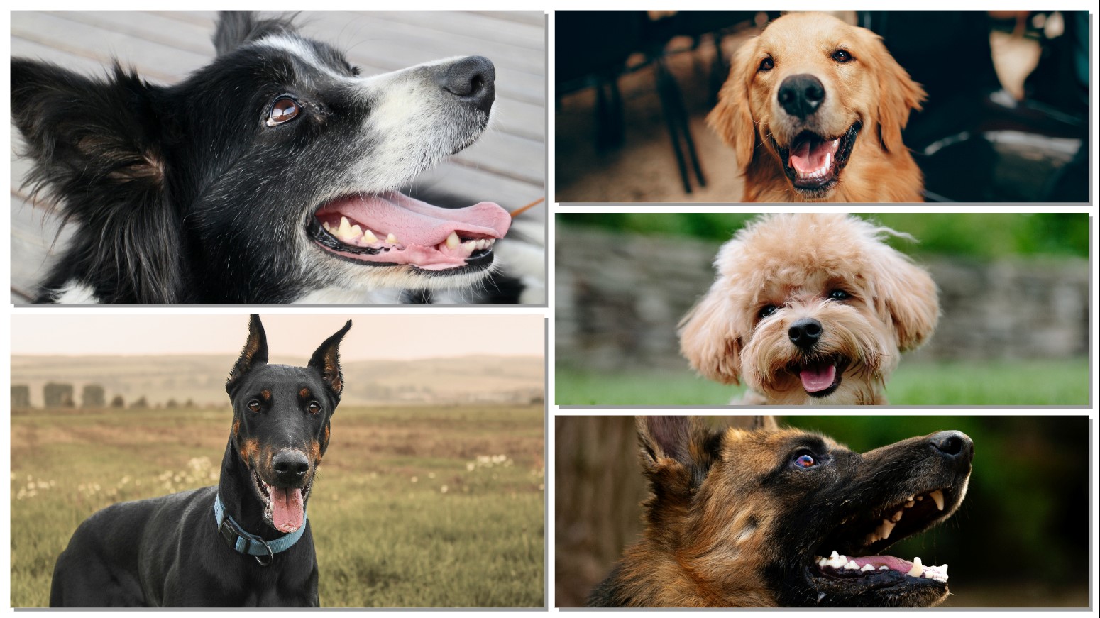 Top 5 Smartest Dog Breeds