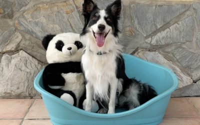 Maiki is Learning the ABCs of Being an Awesome Border Collie!